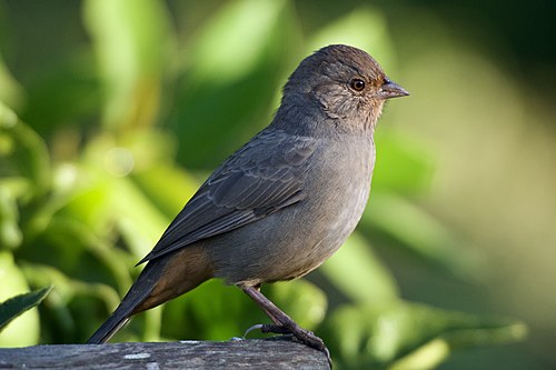 California towhee